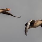 Graugänse im Flug 001 