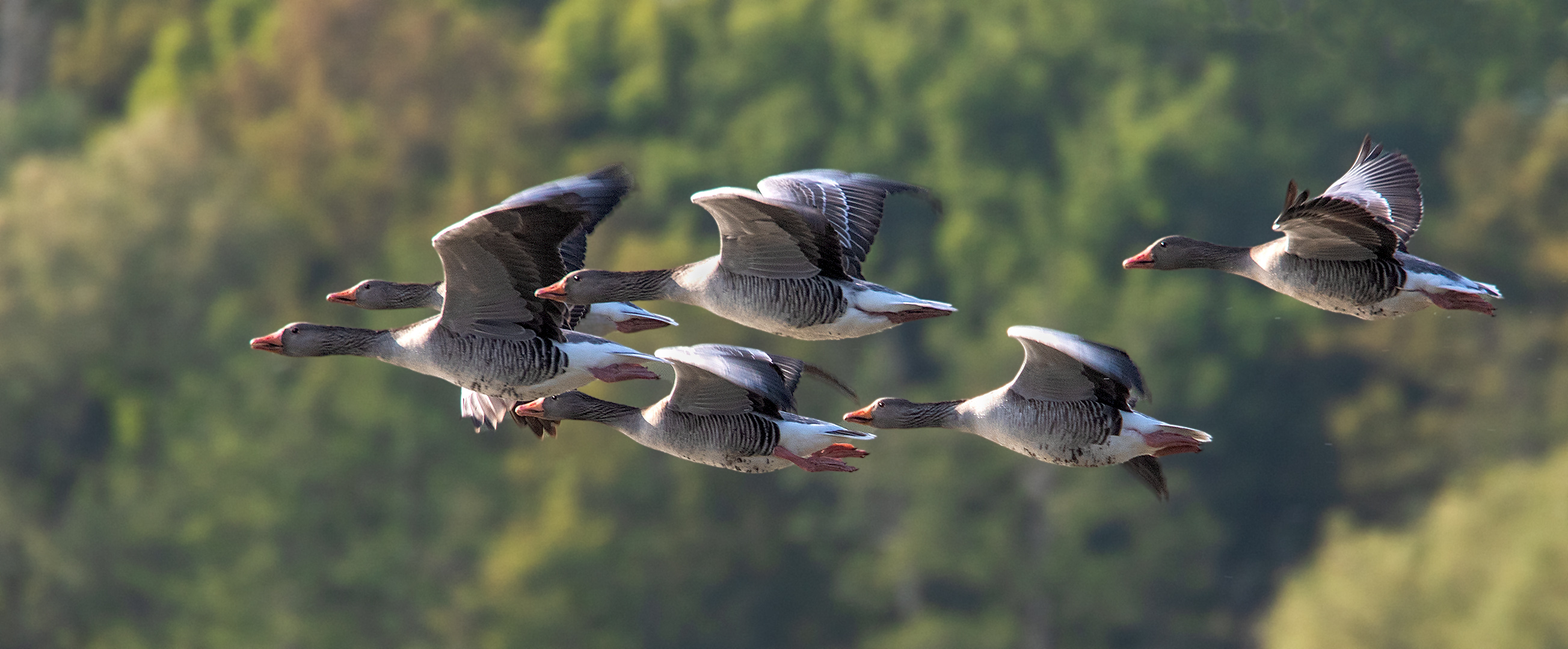 Graugänse im Flug 001