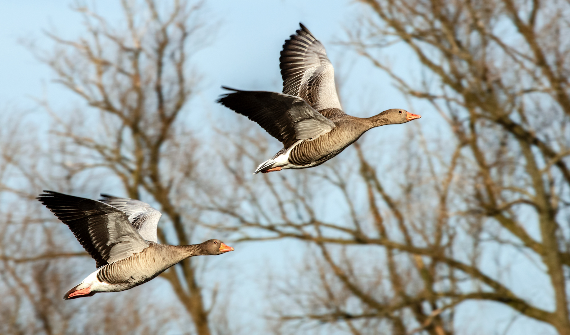 Graugänse im Flug 003