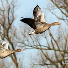 Graugänse im Flug 003