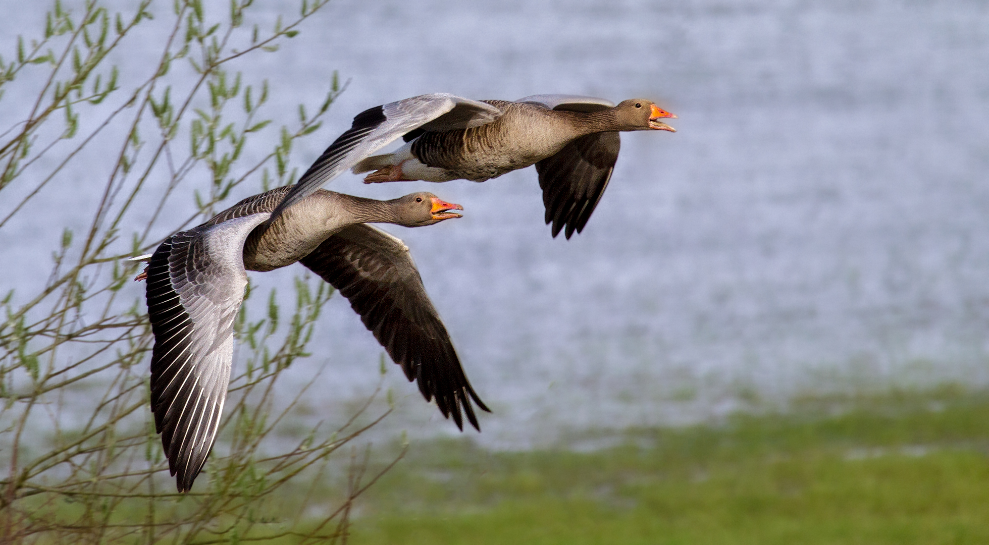 Graugänse im Flug 011