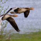 Graugänse im Flug 011