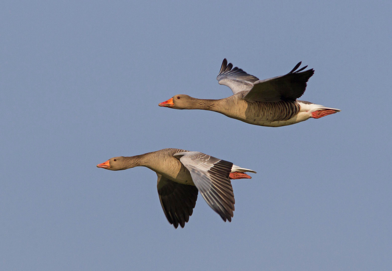 Graugänse im Flug