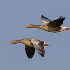 Graugänse im Flug