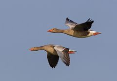 Graugänse im Flug