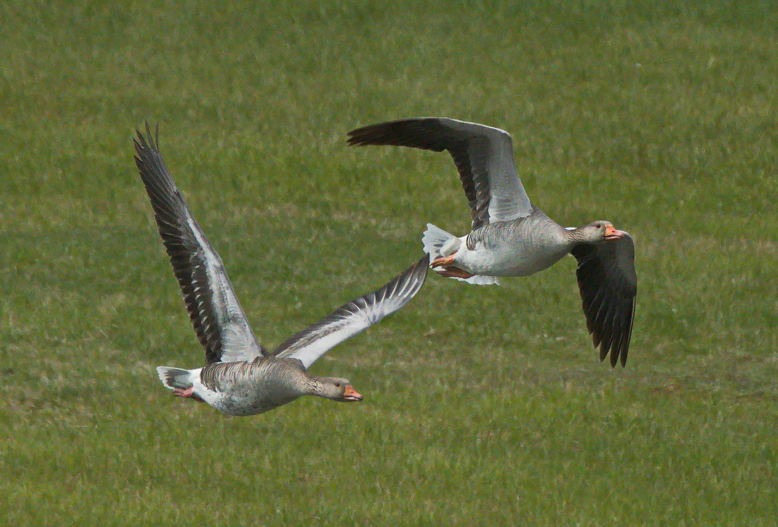 Graugänse im Flug