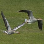 Graugänse im Flug