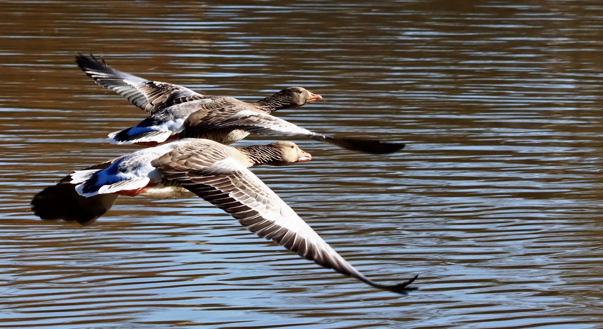 Graugänse im Flug