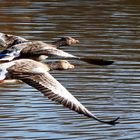 Graugänse im Flug