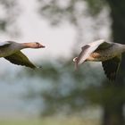 Graugänse im Flug