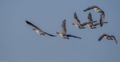 Graugänse im Flug