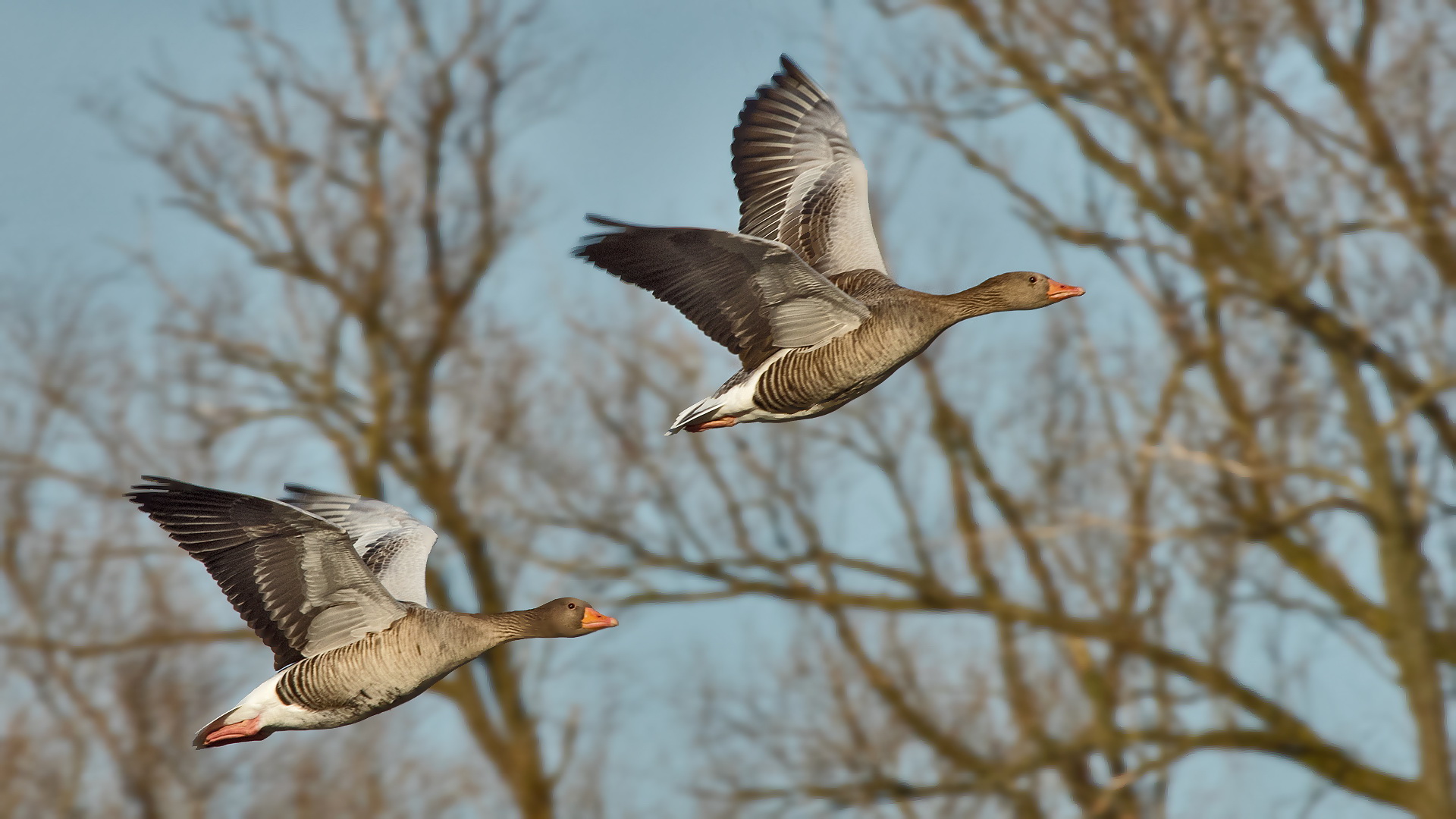 Graugänse im Flug 