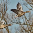 Graugänse im Flug 