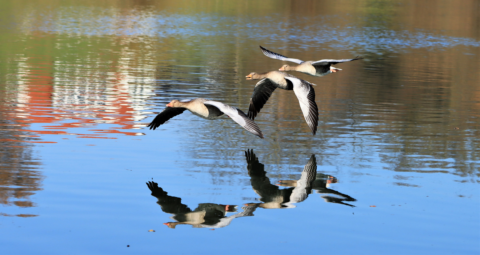 Graugänse im Flug