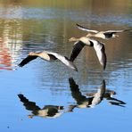 Graugänse im Flug