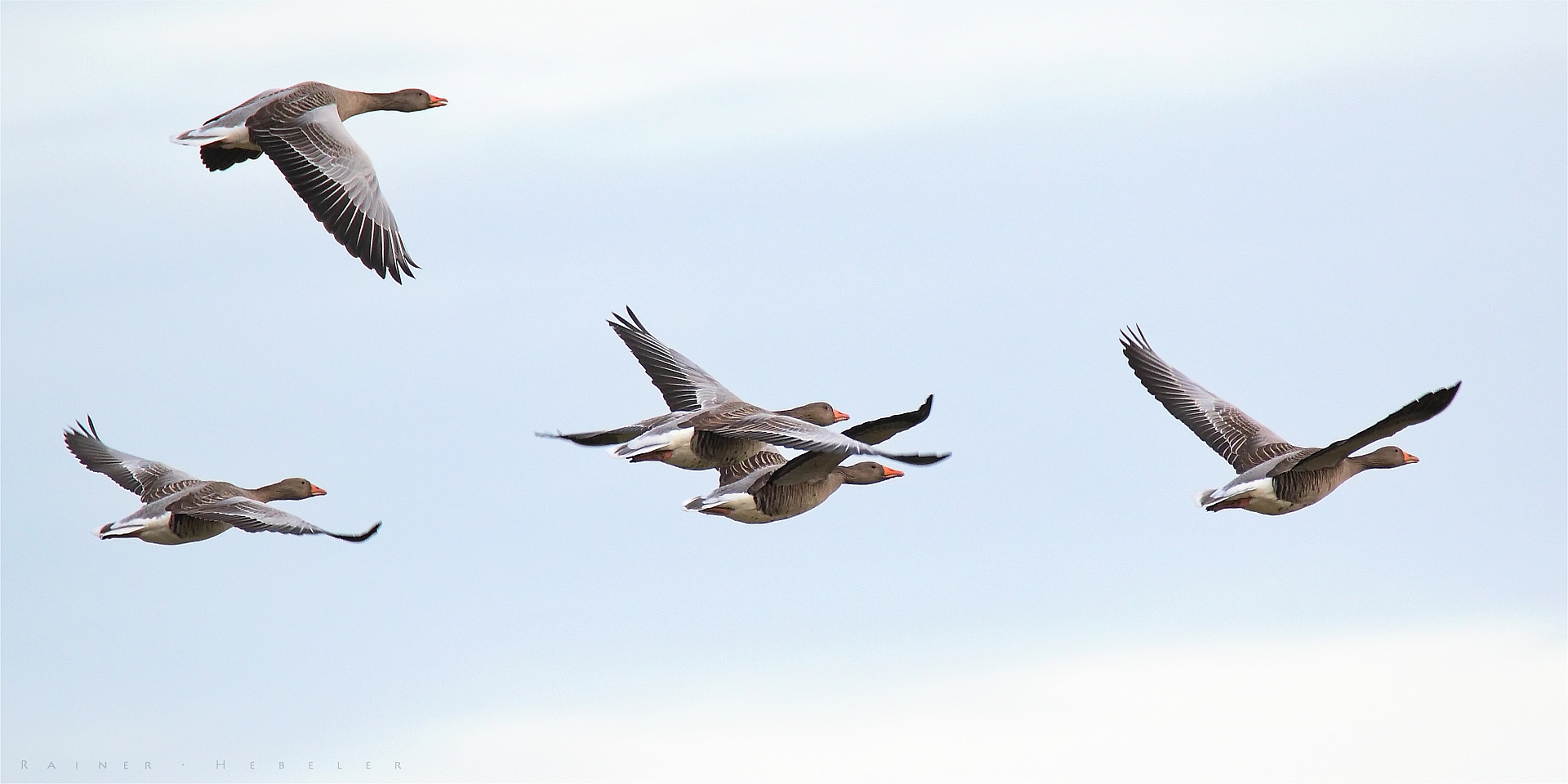 Graugänse im Flug