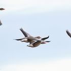 Graugänse im Flug