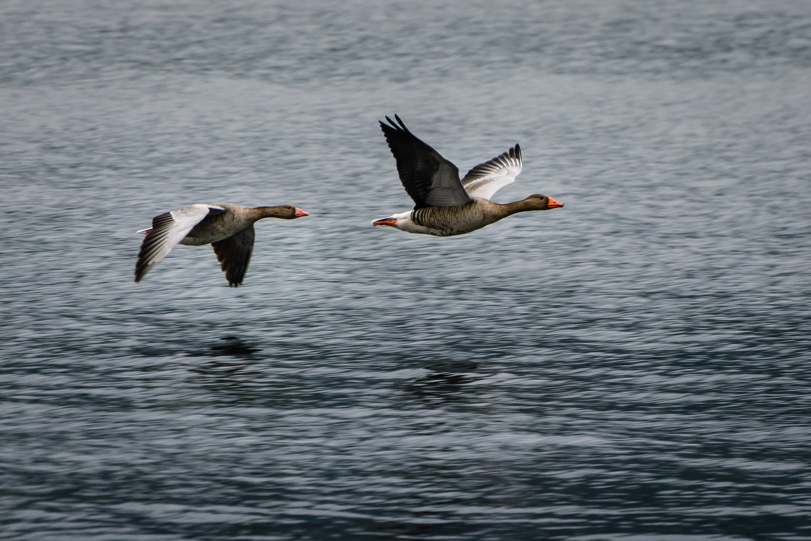 Graugänse im Flug