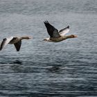 Graugänse im Flug