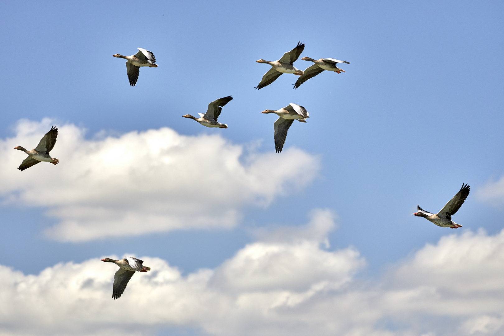 Graugänse im Flug