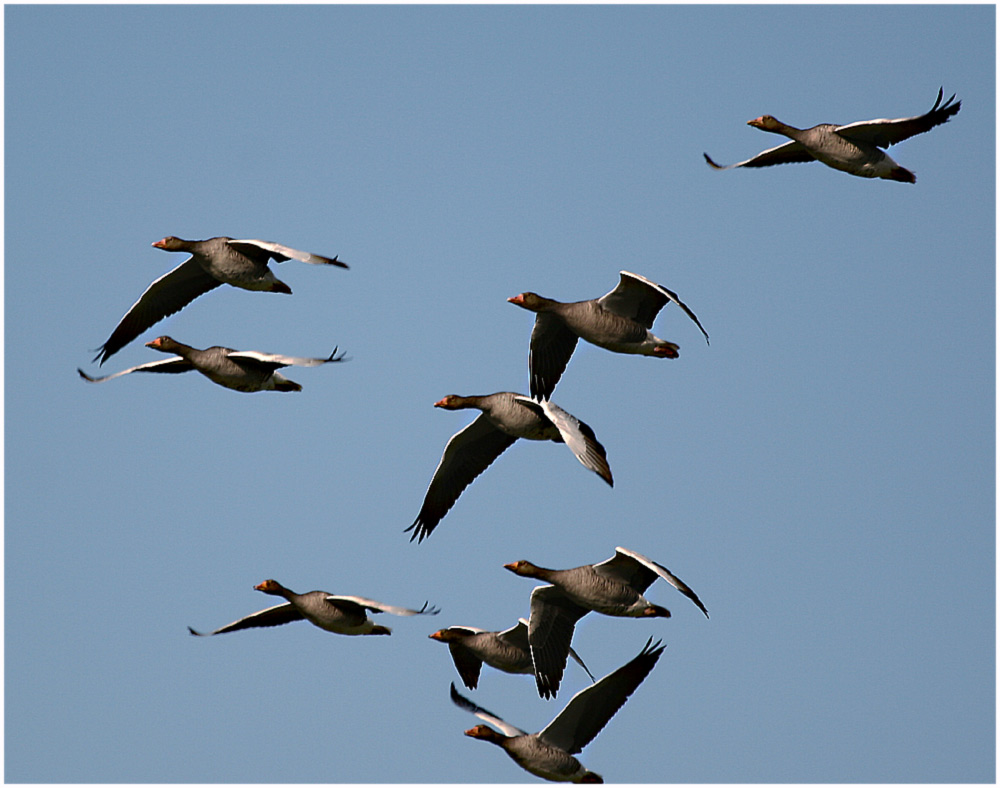 Graugänse im Flug