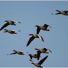 Graugänse im Flug