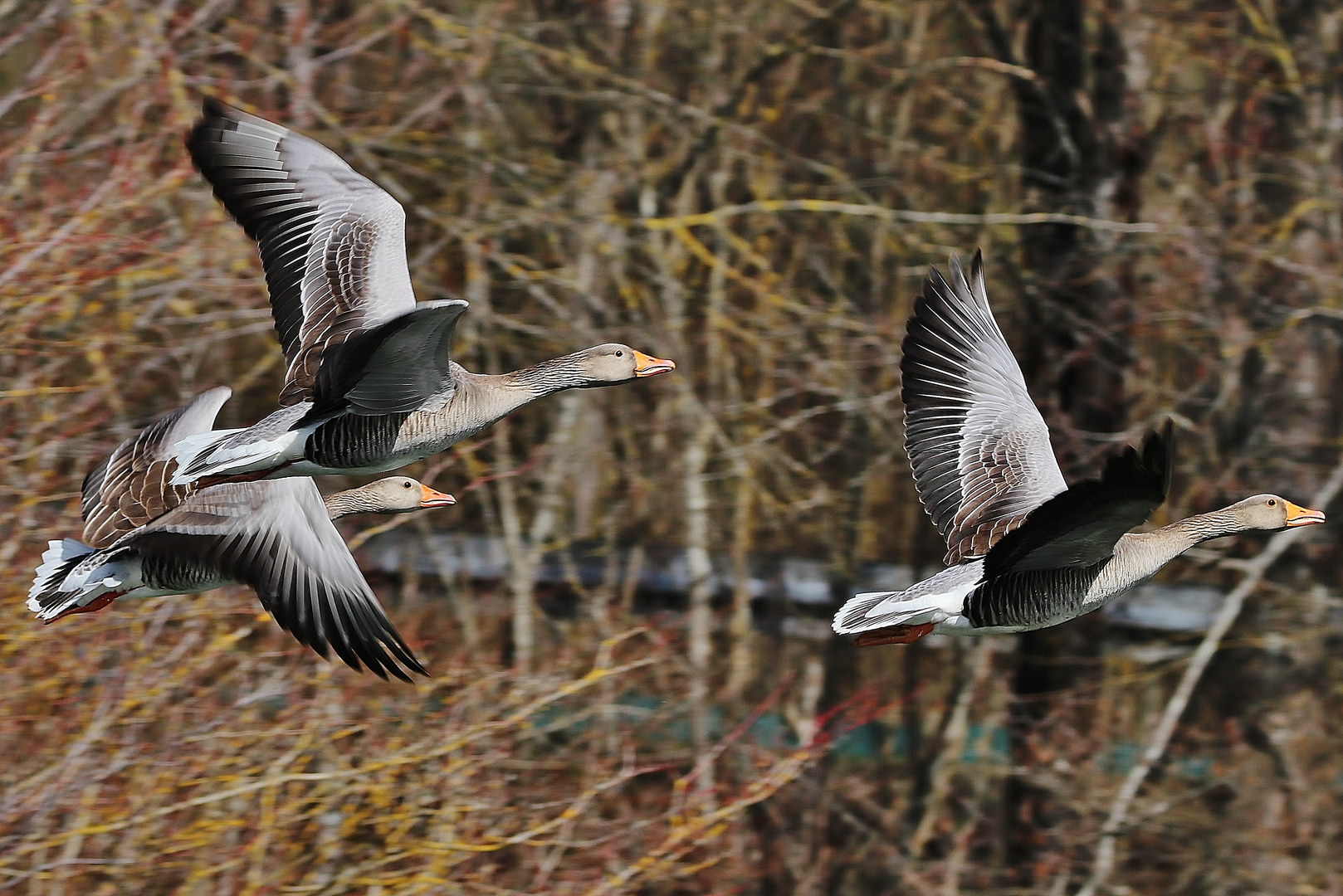 Graugänse im Flug