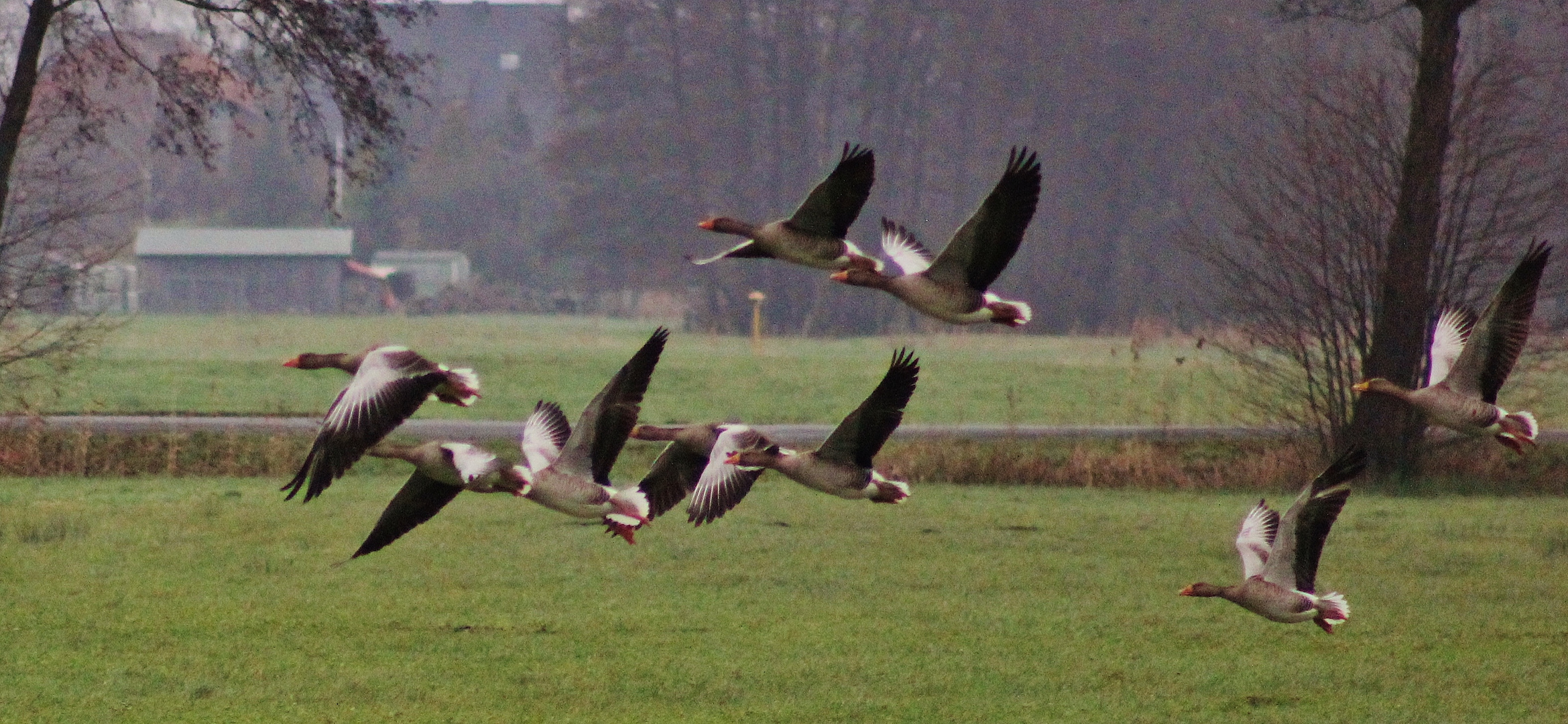 Graugänse im Flug