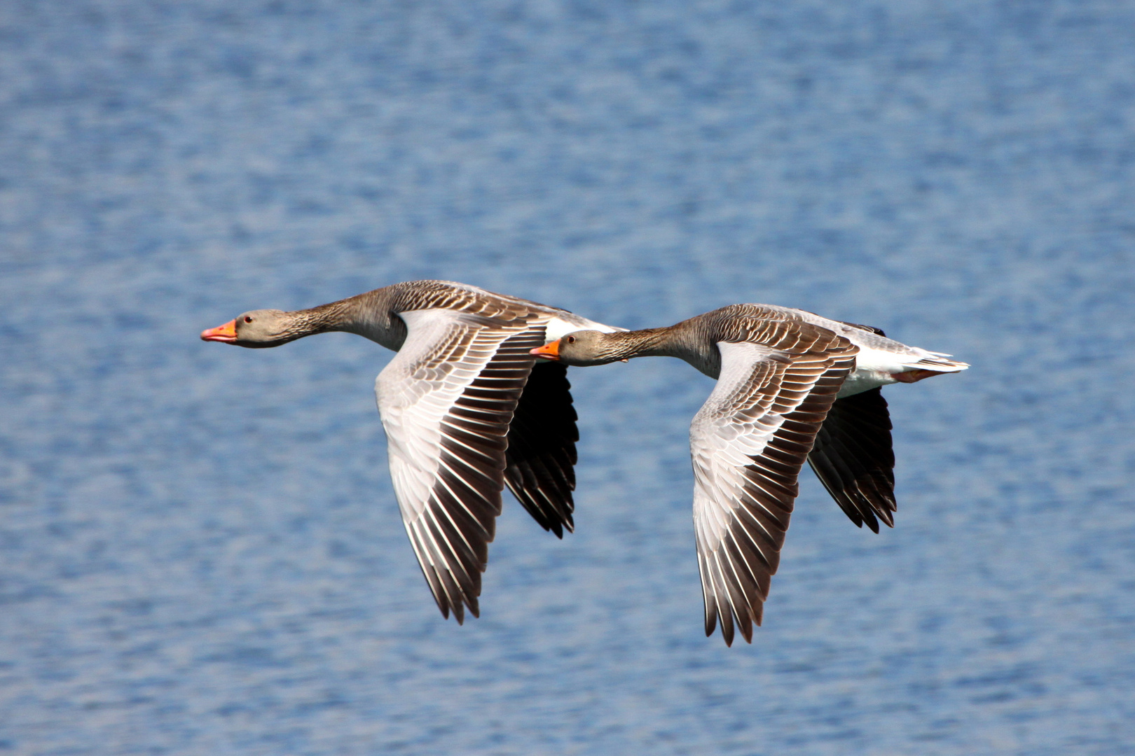 Graugänse im Flug