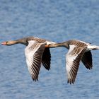 Graugänse im Flug