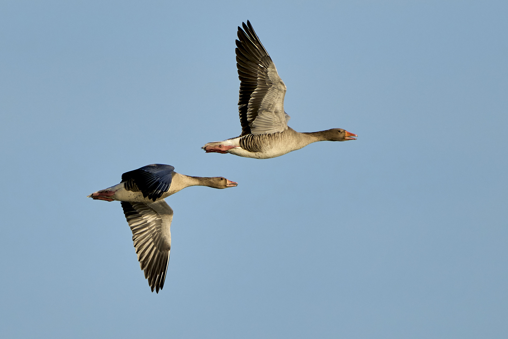 Graugänse im Flug