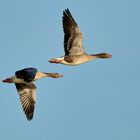 Graugänse im Flug