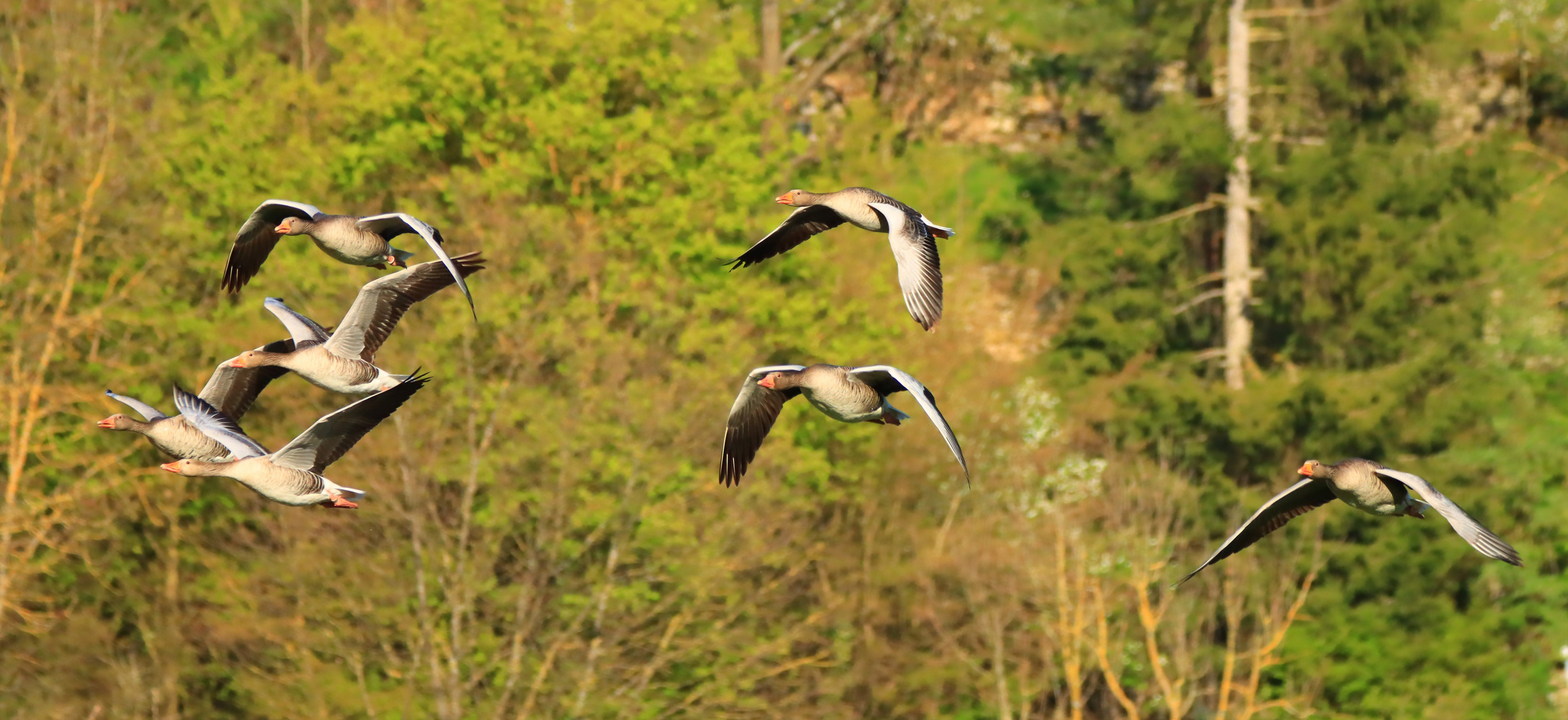 Graugänse im Flug