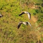 Graugänse im Flug