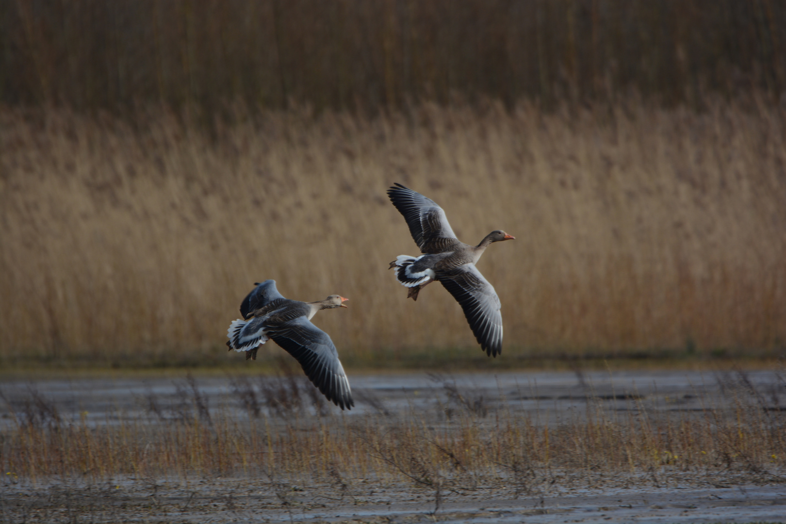 Graugänse im Flug