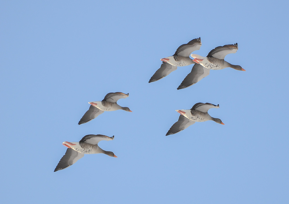 Graugänse im Flug