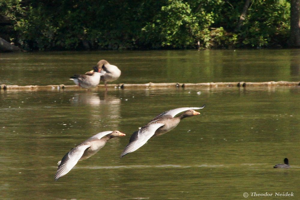 Graugänse im Flug