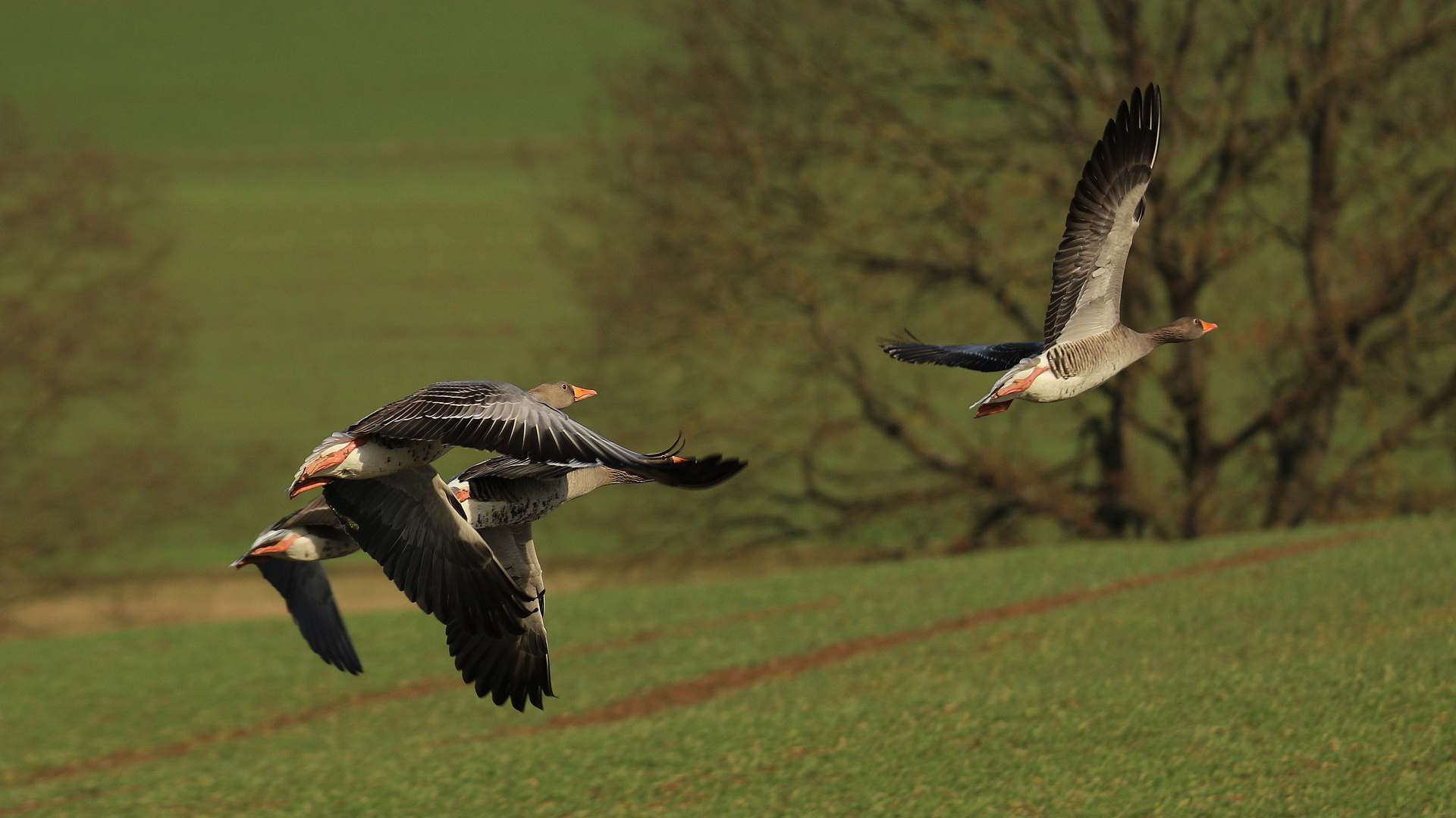 Graugänse im Flug... 