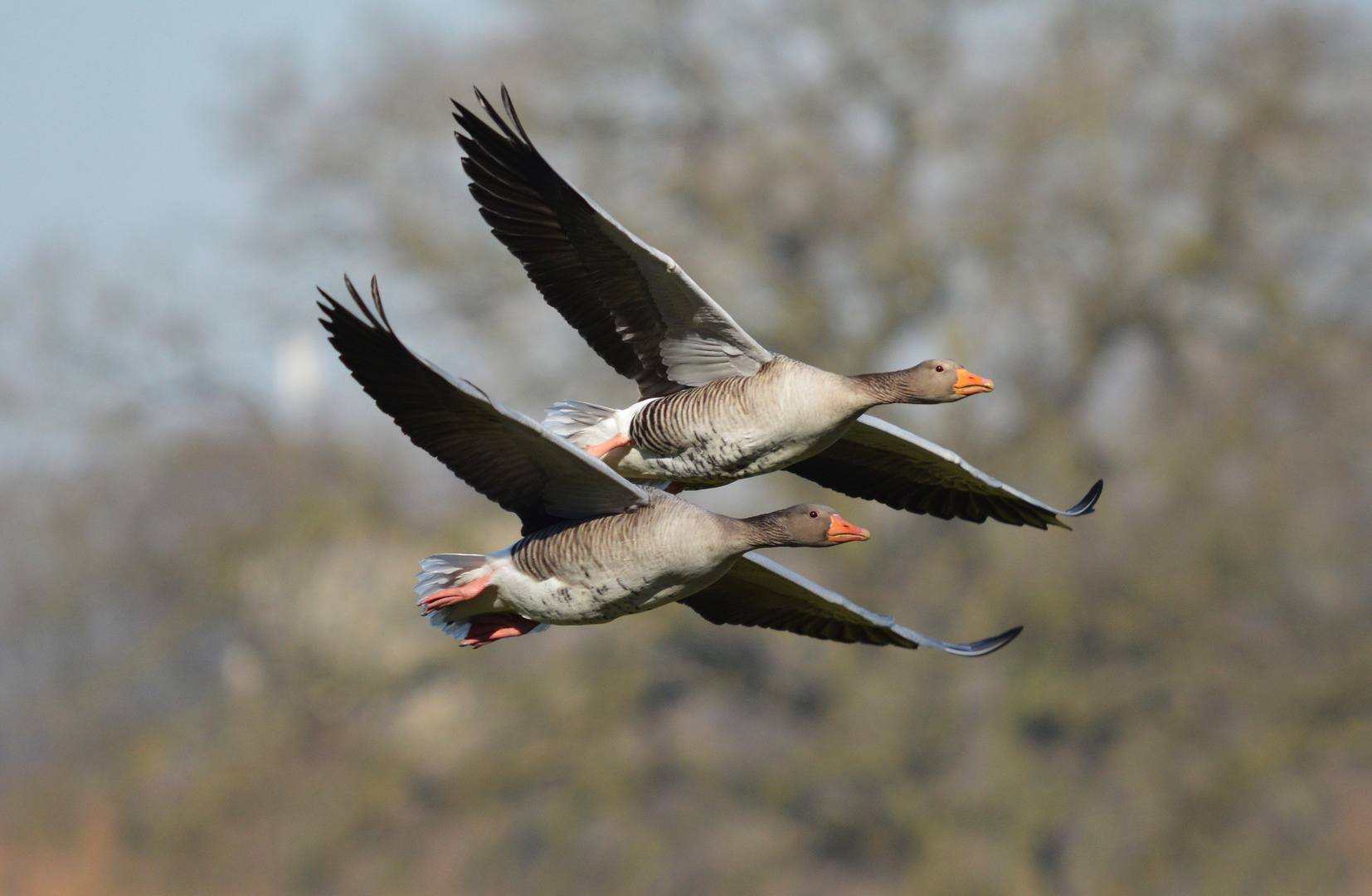 Graugänse im Flug