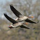 Graugänse im Flug