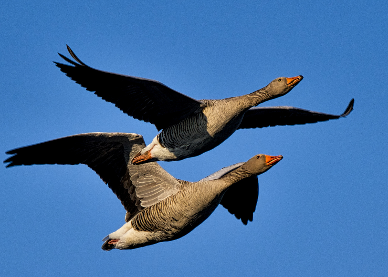 Graugänse im Flug