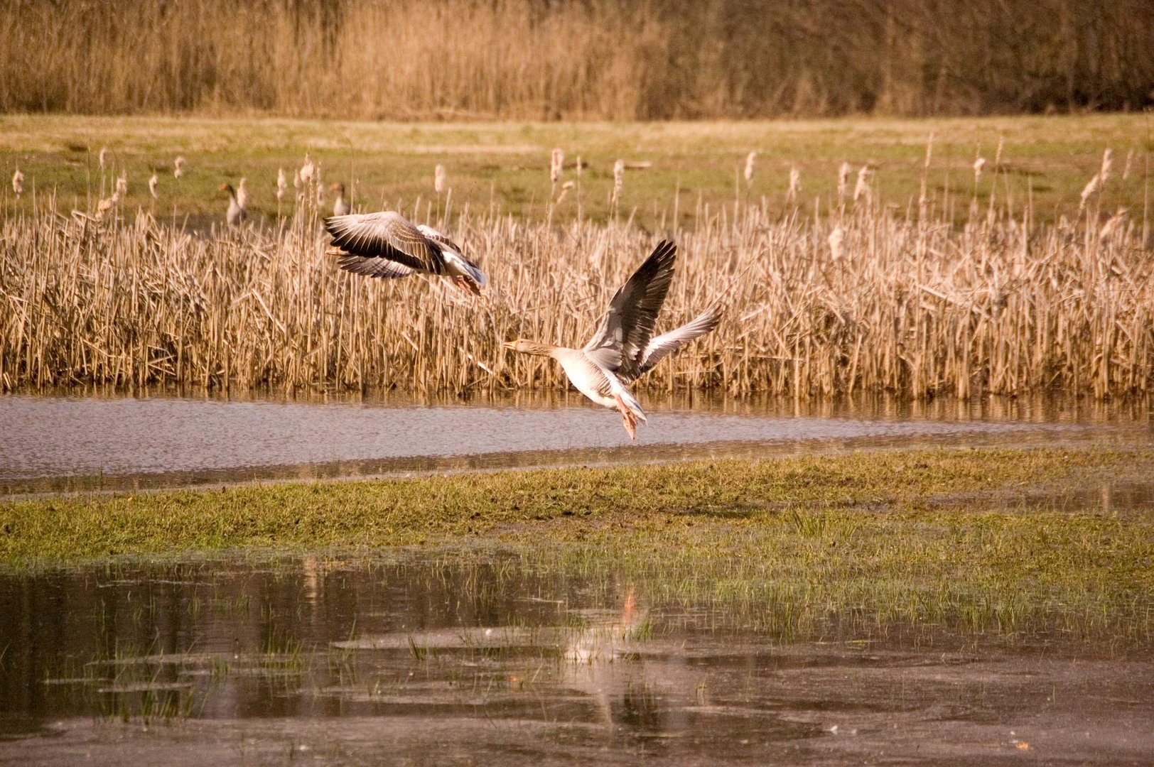 Graugänse im Flug