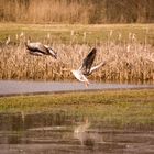 Graugänse im Flug