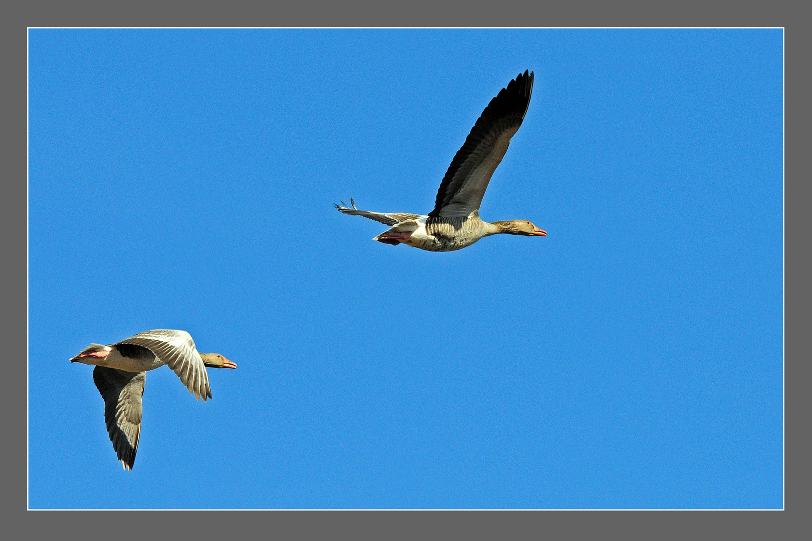 Graugänse im Flug