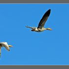 Graugänse im Flug