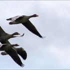 Graugänse im Flug