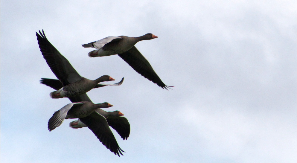 Graugänse im Flug