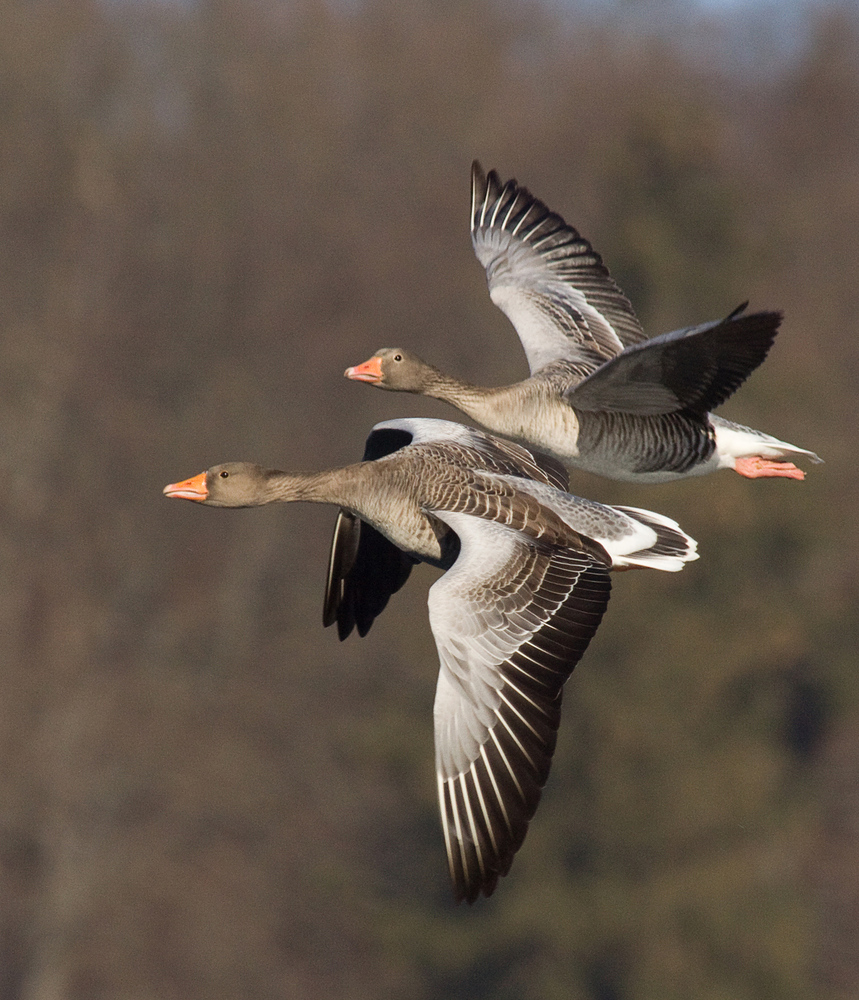 Graugänse im Flug