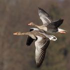 Graugänse im Flug