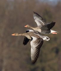 Graugänse im Flug